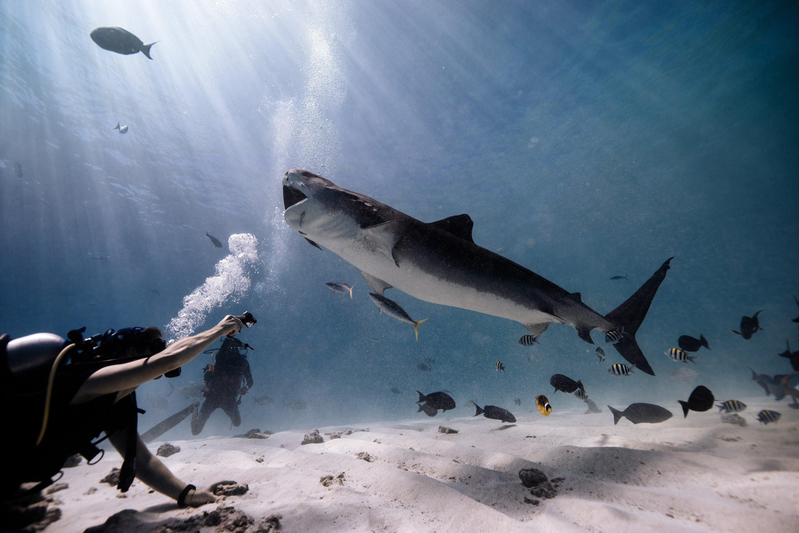 Has anyone been attacked by a shark in Maldives?