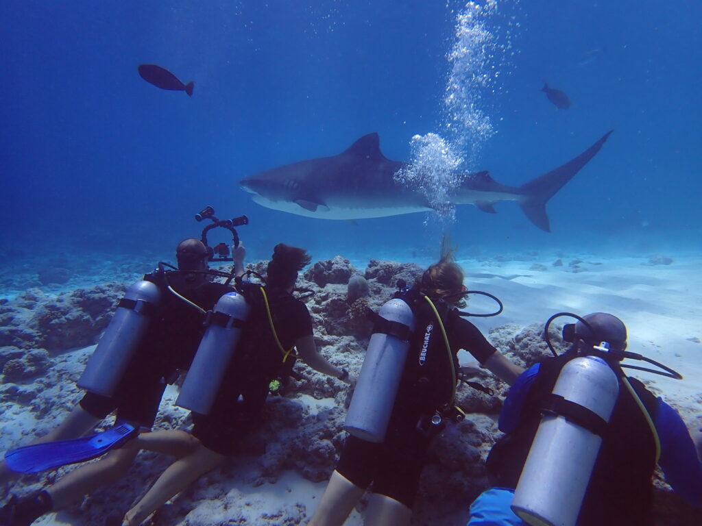 How Deep Do Sharks Swim in the Maldives? A Depth Guide for Divers & Snorkelers