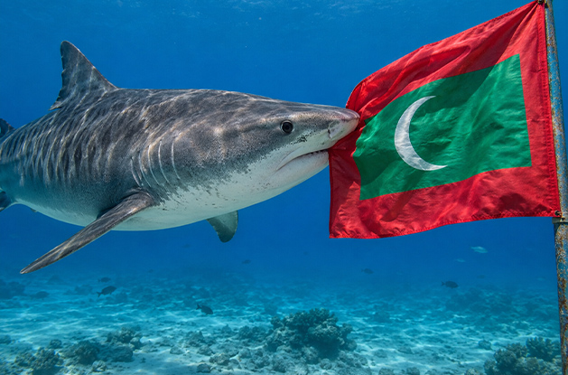 Why Shark Attacks Are Rare in the Maldives