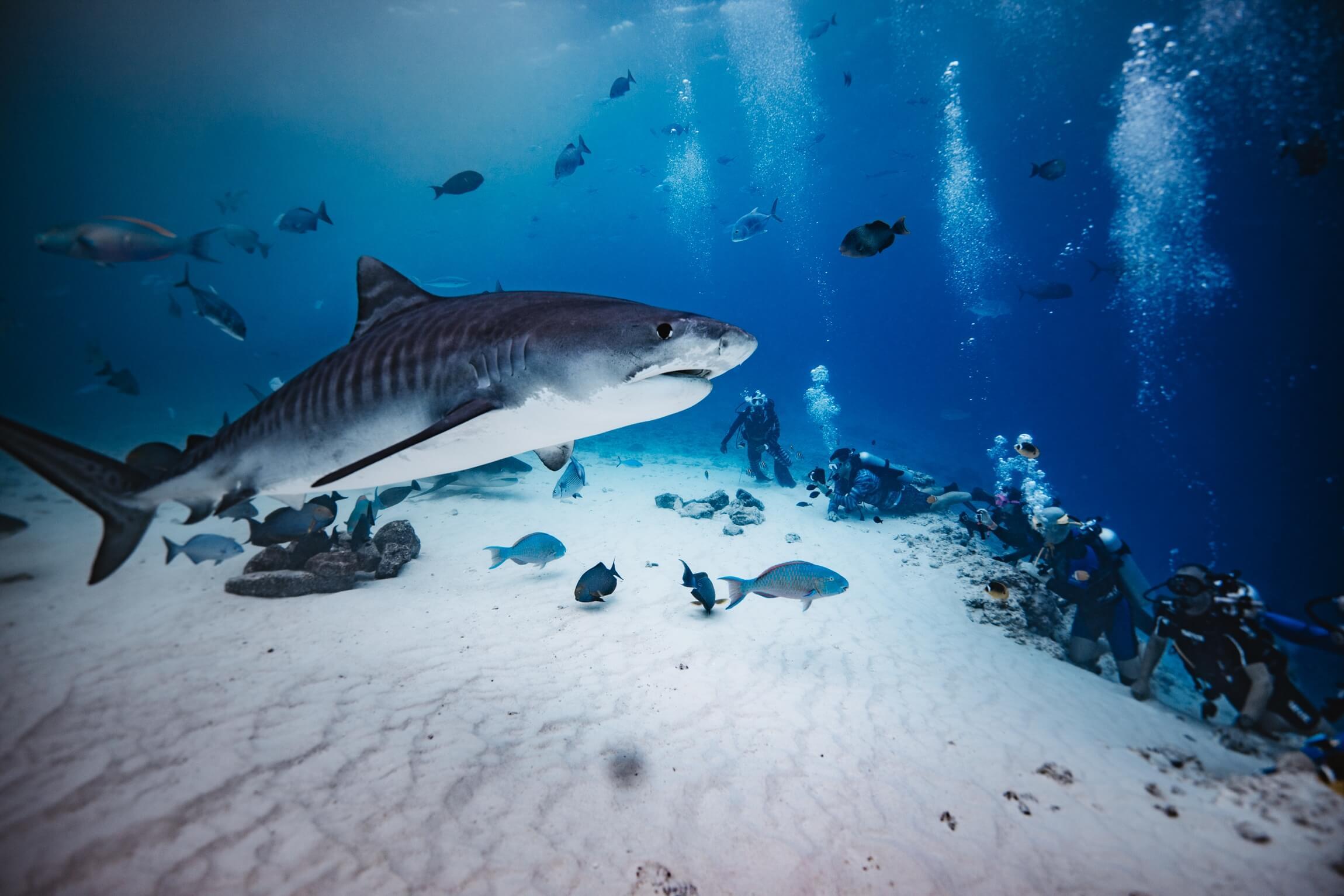 Do You Have to Worry About Sharks in the Maldives? Everything You Need to Know