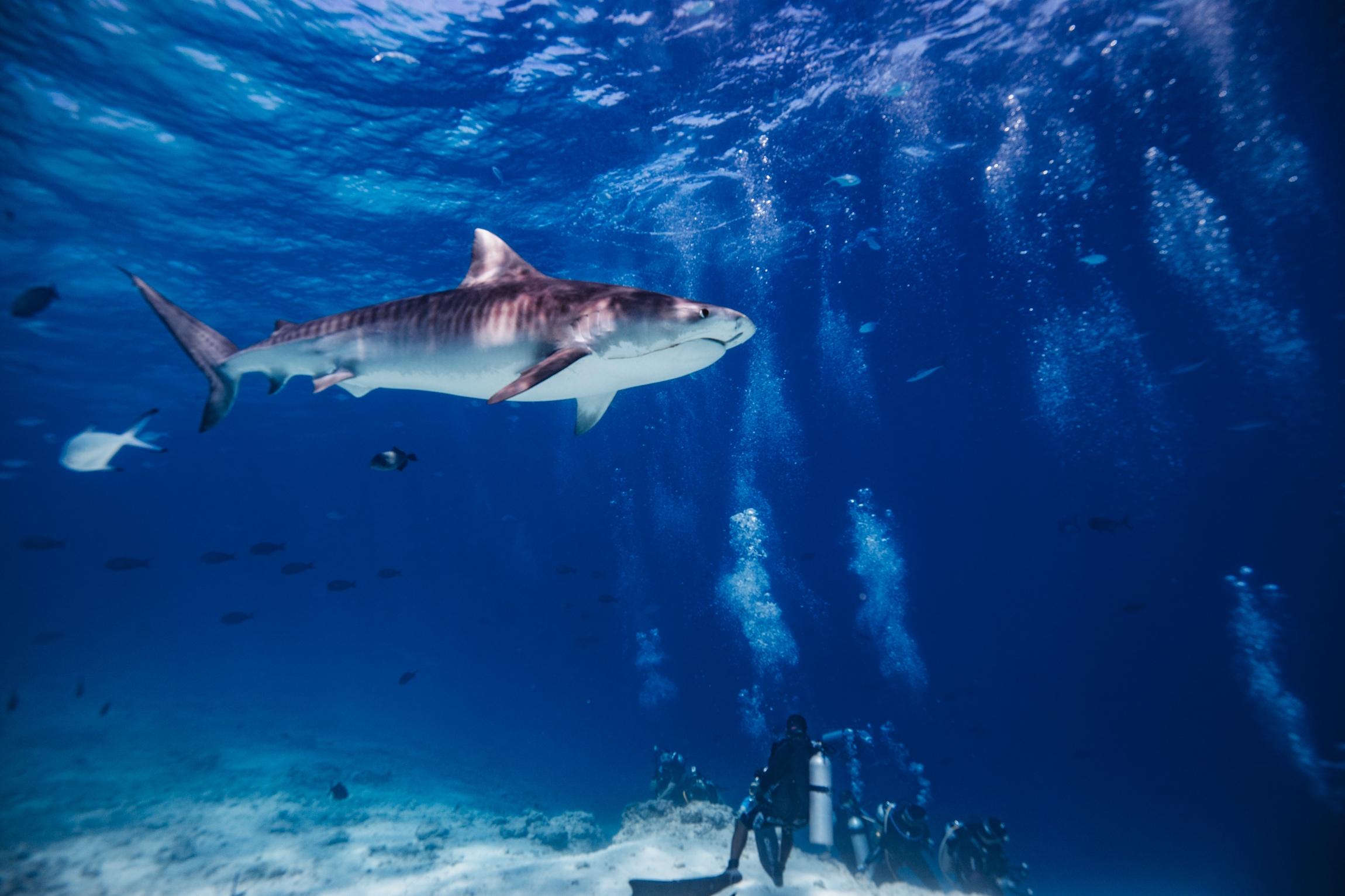 Is Killing Sharks Illegal in the Maldives? (2026 Update)