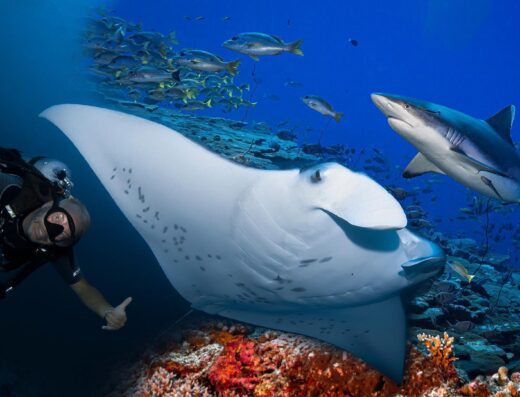 Addu City Diving Package at Asseyri Guest House
