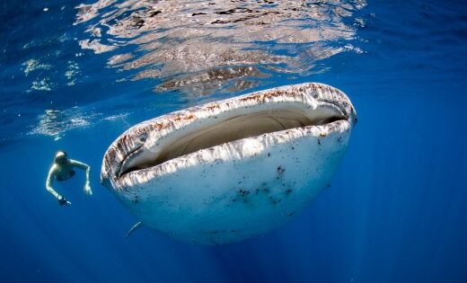 Diving in Dhangethi